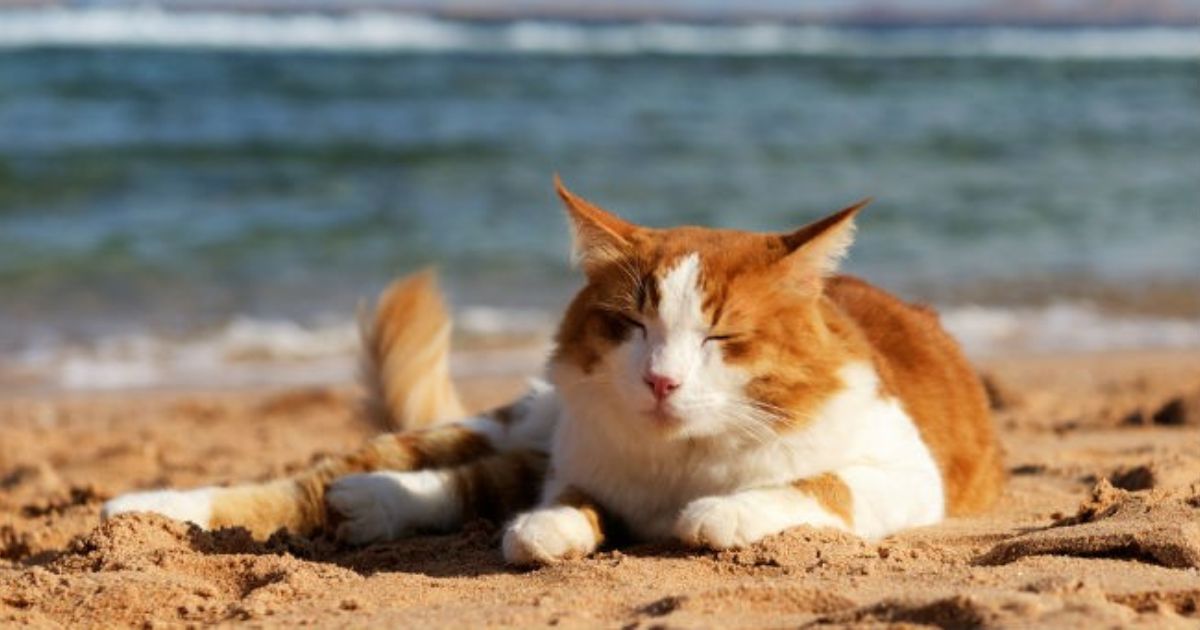 gatti di su pallosu en Sardaigne