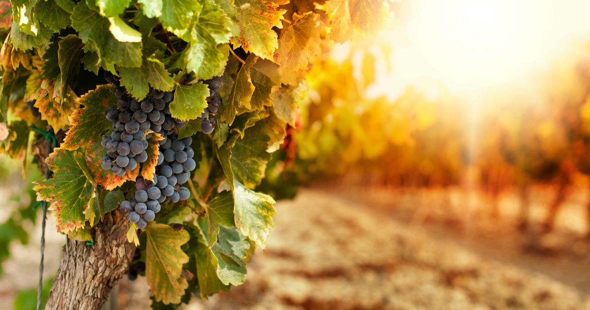 vignoble en sardaigne resrei sardinia
